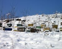 По снежному следу: двое жителей Рязанской области украли у пчеловода четырнадцать ульев