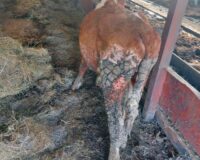 Рядом с «фермой ужаса» из Мошенского района обнаружен нелегальный скотомогильник