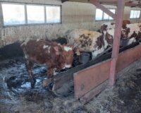Минсельхоз Новгородской области прокомментировал ситуацию на «ферме ужаса»