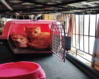 Рязанские спасатели сняли с крыши магазина девять замерзших кошек