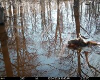 В Рязанском районе в Окском заповеднике фотоловушка зафиксировала лосенка по шее в воде