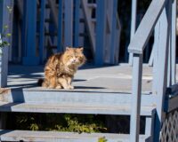 Заприте кошку и опасайтесь лестниц: чего лучше не делать в день Федула Ветреника