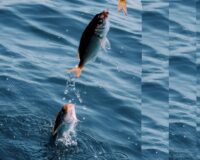 В Тамбовской области задержали рыбака-браконьера со 100 кило улова