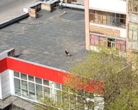 В городе Рязани жильцы многоэтажного дома выгуливали собаку на крыше супермаркета