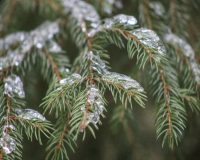14 по 21 января в Рязани пройдет экоакция по приему на переработку новогодних елок