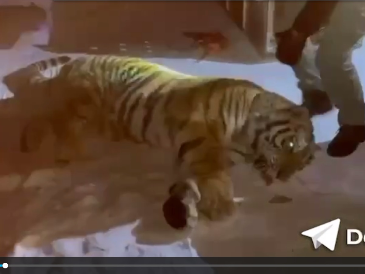 уссурийский тигр и амурский тигр. амурский тигр самка. уссурийский тигр. дипломатия амурских тигров. дальневосточный уссурийский тигр.