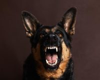 Глава СКР взял на контроль расследование нападения псов в Астрахани