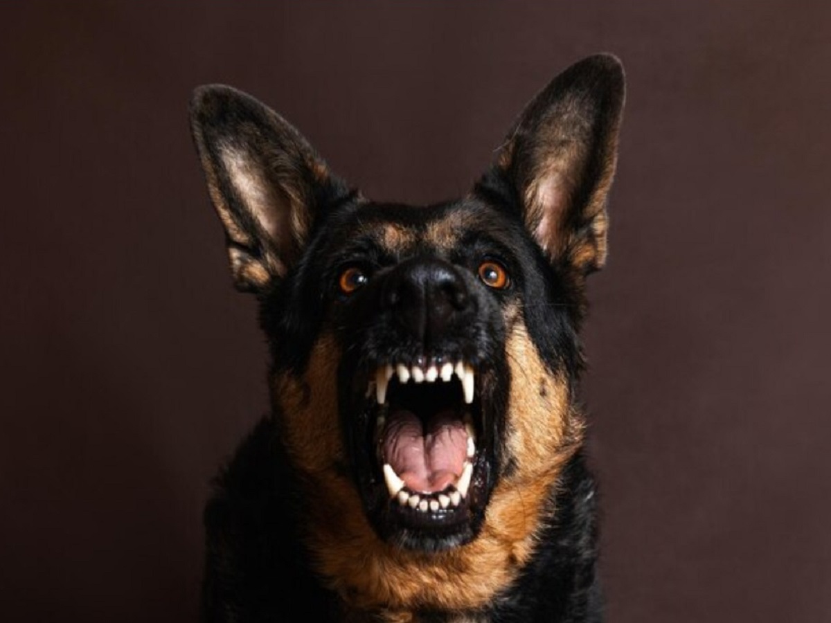 Глава СКР взял на контроль расследование нападения псов в Астрахани