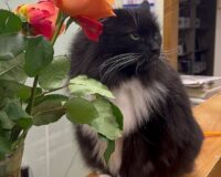 Изгнанному из московской библиотеки коту Маркизу нашли новый дом