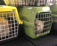 Коты ученого Григорьева