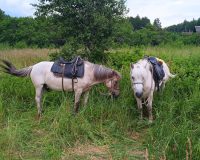 Лошадь ни в чем не виновата