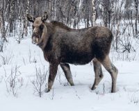 Охоту на лося запретят