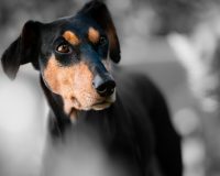 Рязанцам рассказали, куда обращаться для отлова и стерилизации бездомных собак