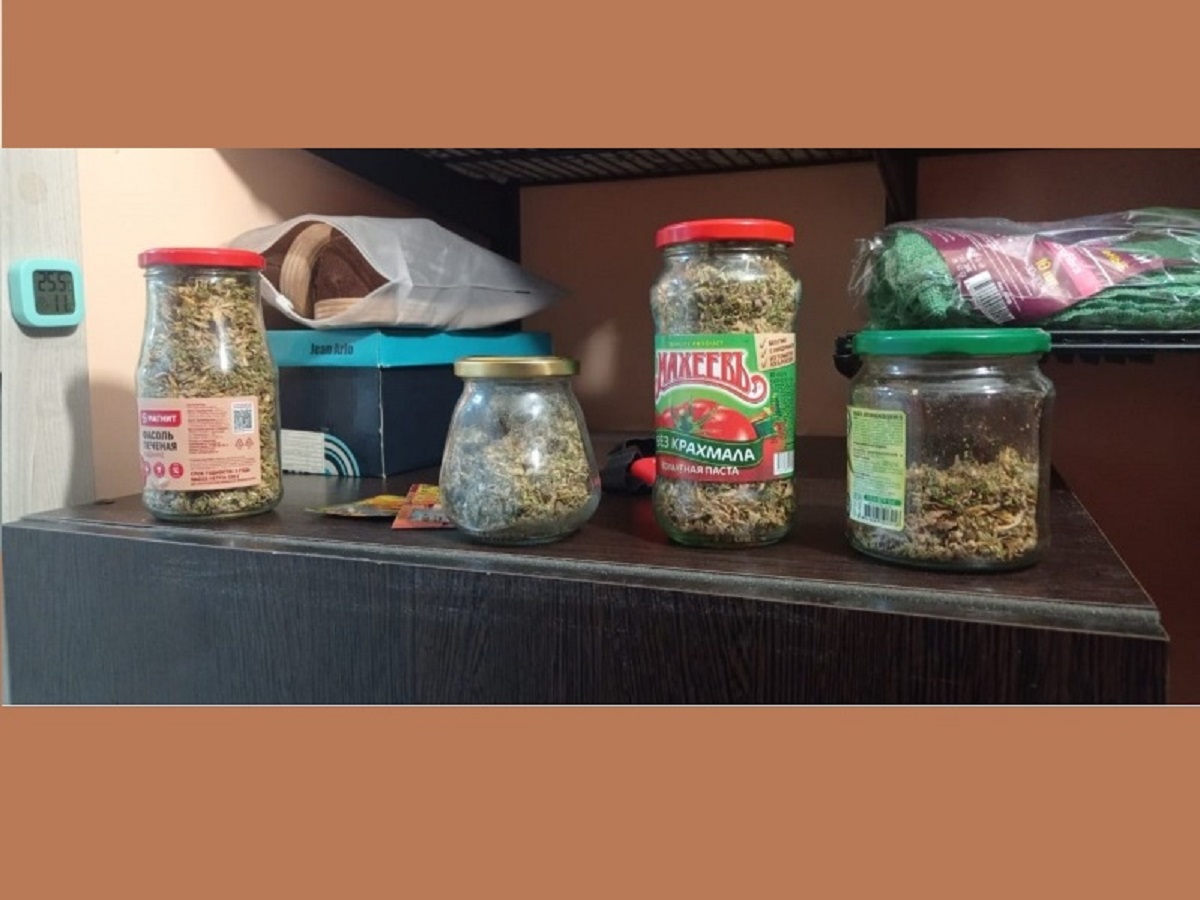 Житель Тамбовской области выращивал в квартире на полке в шкафу травку