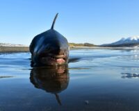 Акула родила на берегу