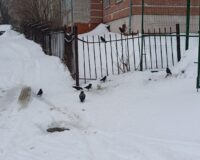 белая галка