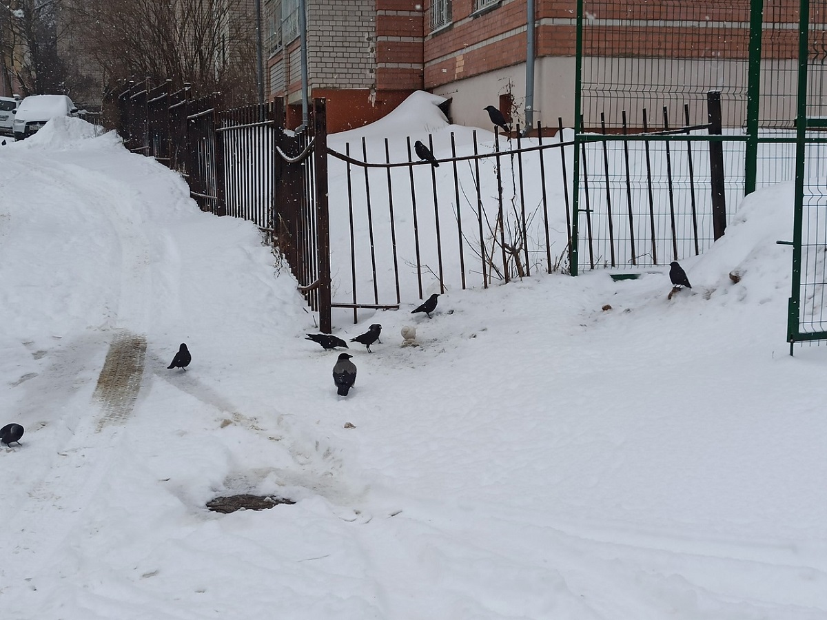 белая галка