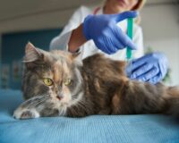 cat-is-being-given-an-injection_329181-14487