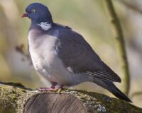 На Кубани в лесополосе найдены мертвыми 2055 диких голубей