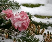 цветы на могиле