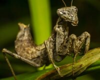 Гороскоп на 18 февраля: Лев и Дева стабилизируют свой бюджет, Козерога ждет бурный роман