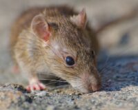 Грызунам понравились провода