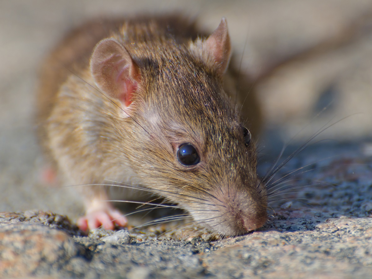 Грызунам понравились провода