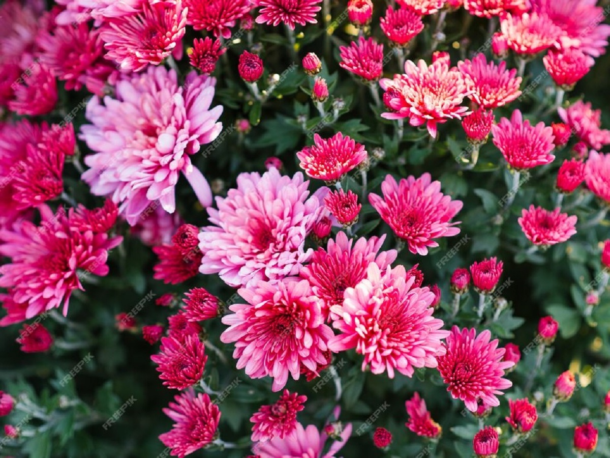 Хризантемы