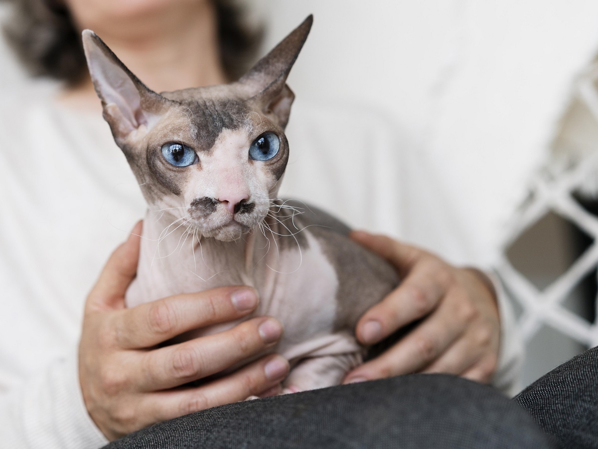 Кота в заклеенной коробке спасли из мусоровоза в Подмосковье