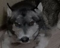 В Новгородской области увеличили премию за добычу волка