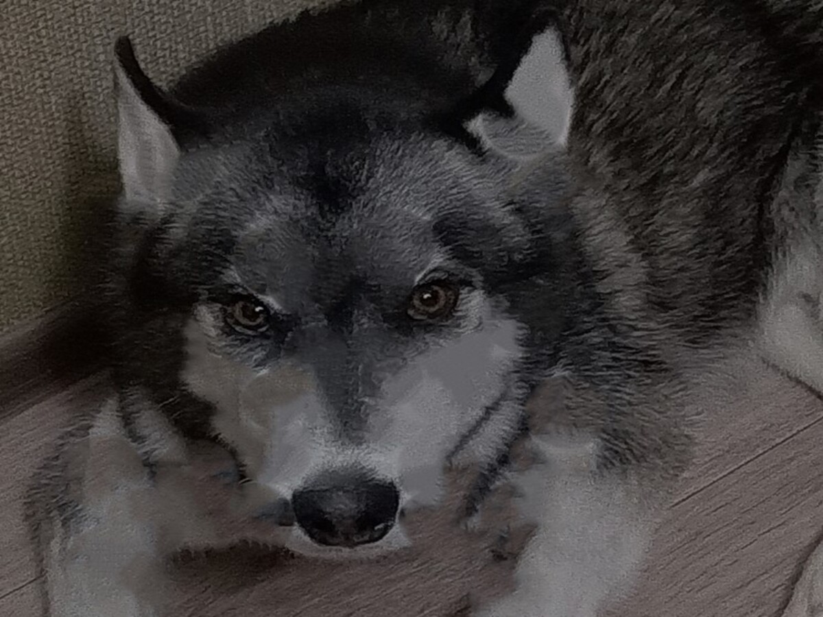 В Новгородской области увеличили премию за добычу волка