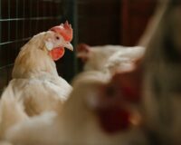Новгородская прокуратура озаботилась условиями жизни кур