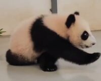 Панда