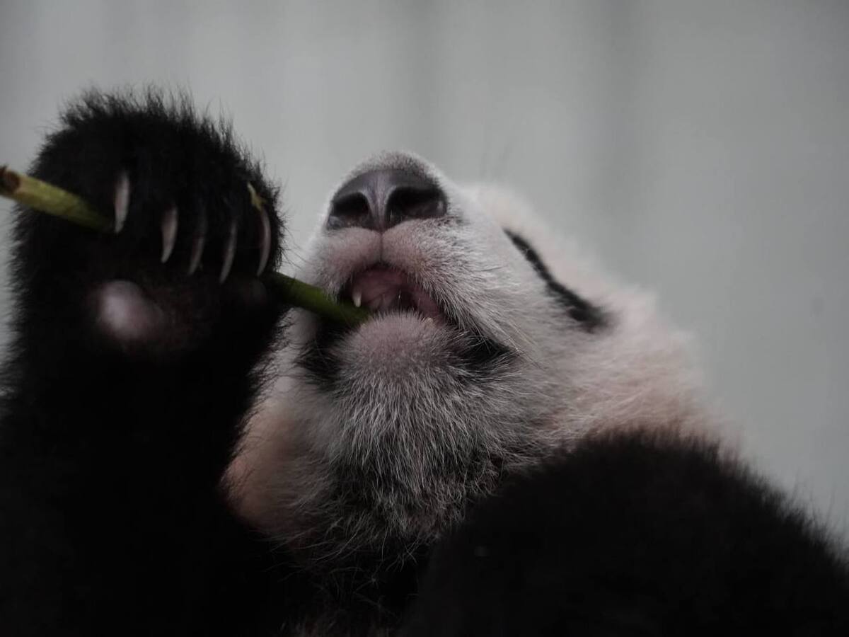 Панда Катюша