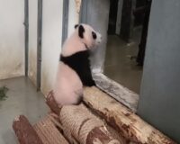 Панда Катюша