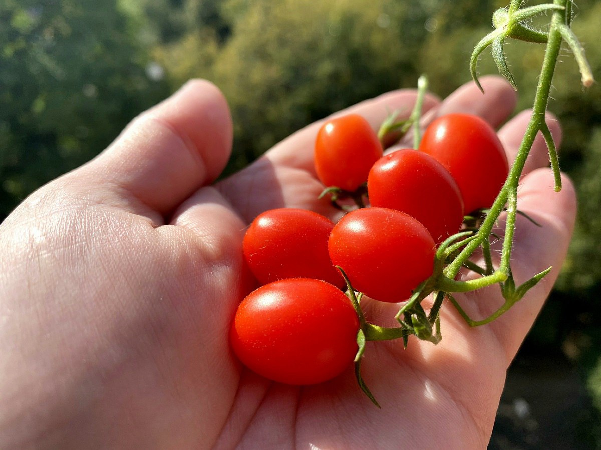 куда применить помидоры. вяленые томаты домашние. томатный сок домашний. куда применить помидоры. куда применить помидоры.