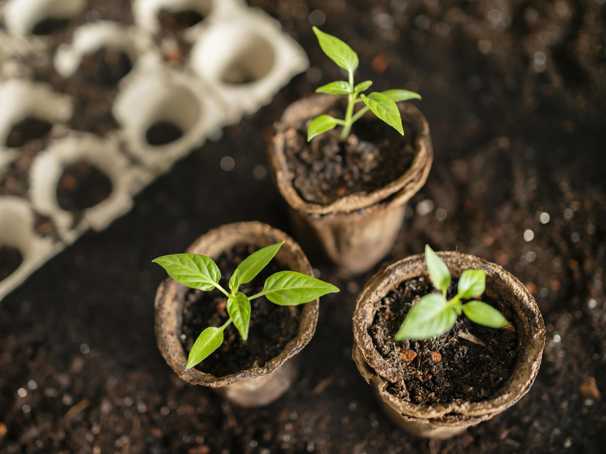 рассада саженцы саженец растение