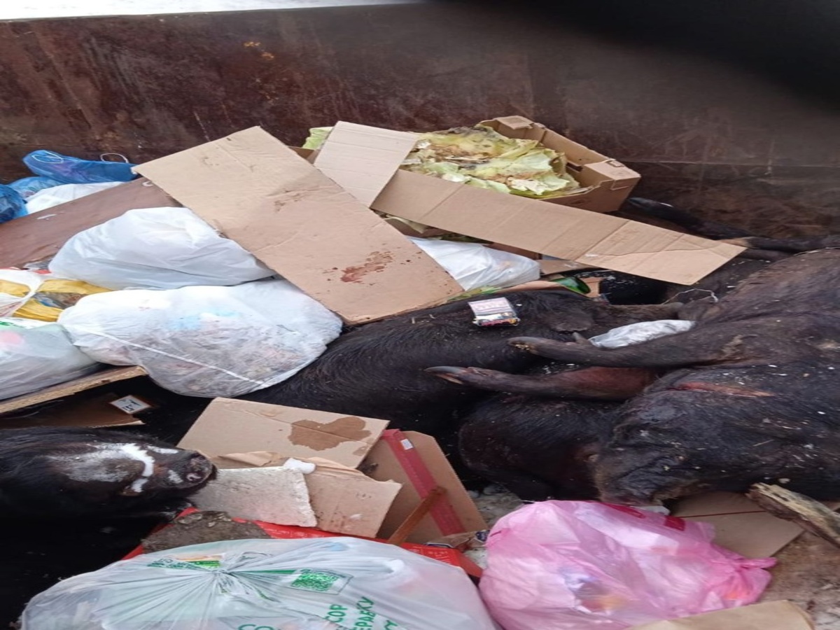 В Рязани в обычный мусорный контейнер около жилых домов выбросили трупы свиней