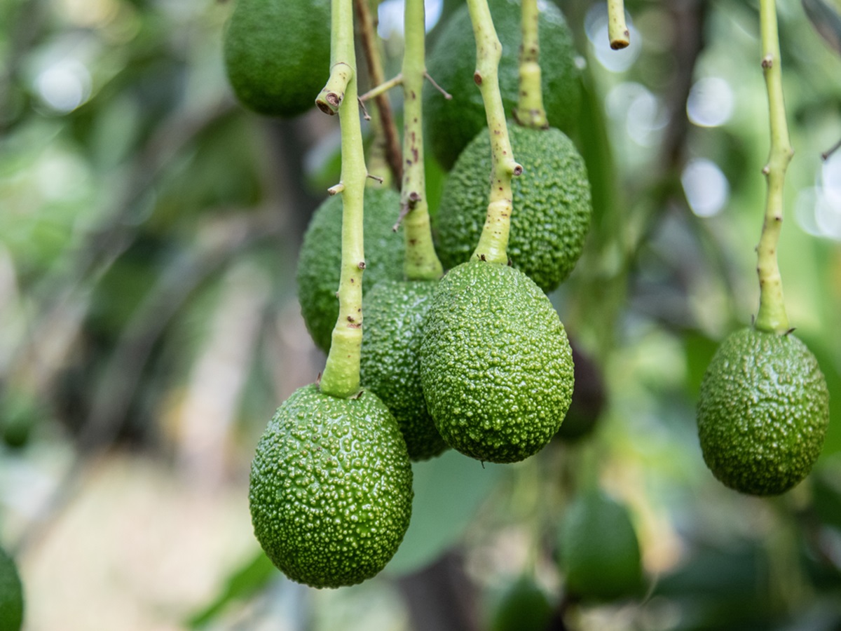 Витаминная бомба на завтрак: этот рецепт заставит навсегда забыть о надоевших бутербродах