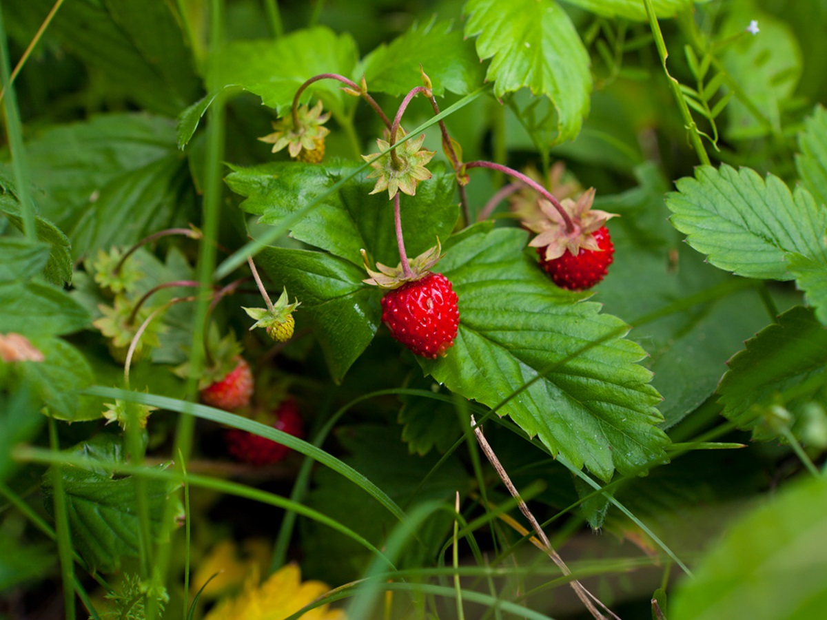 Земляника на даче — это реально? 3 секрета богатого урожая лесной ягоды у вас на участке