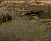 Смоляне поблагодарили мужчину, спасшего ребенка из оврага