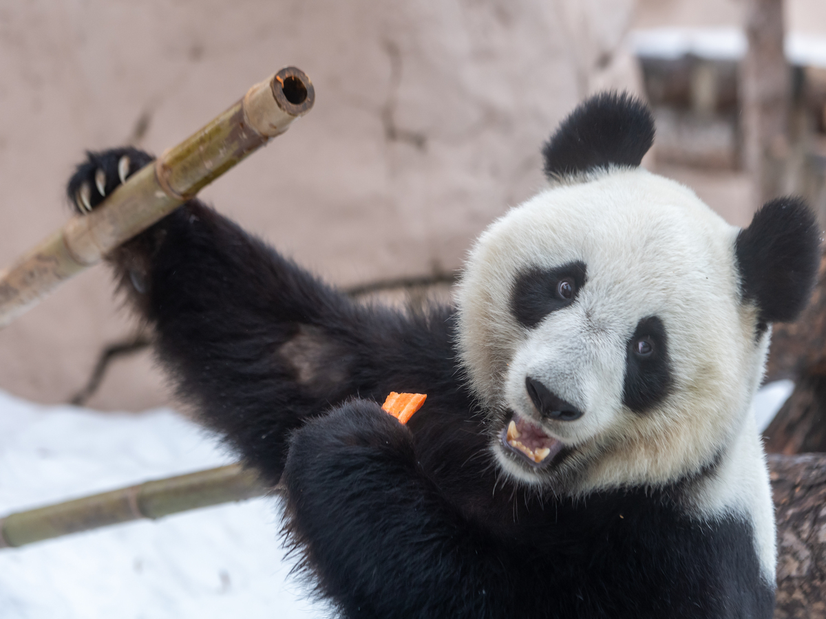 Панда Катюша