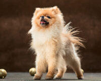 Пять шпицев решила поровну разделить с мужем смолянка при разводе