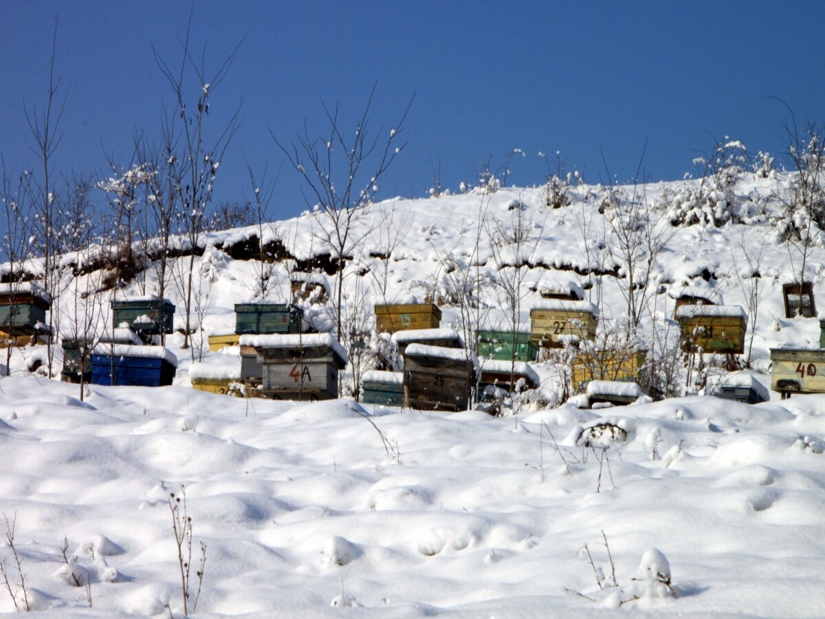 По снежному следу: двое жителей Рязанской области украли у пчеловода четырнадцать ульев
