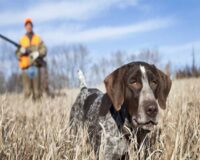 В Рязанской области охотникам увеличили выплаты за добычу лисицы