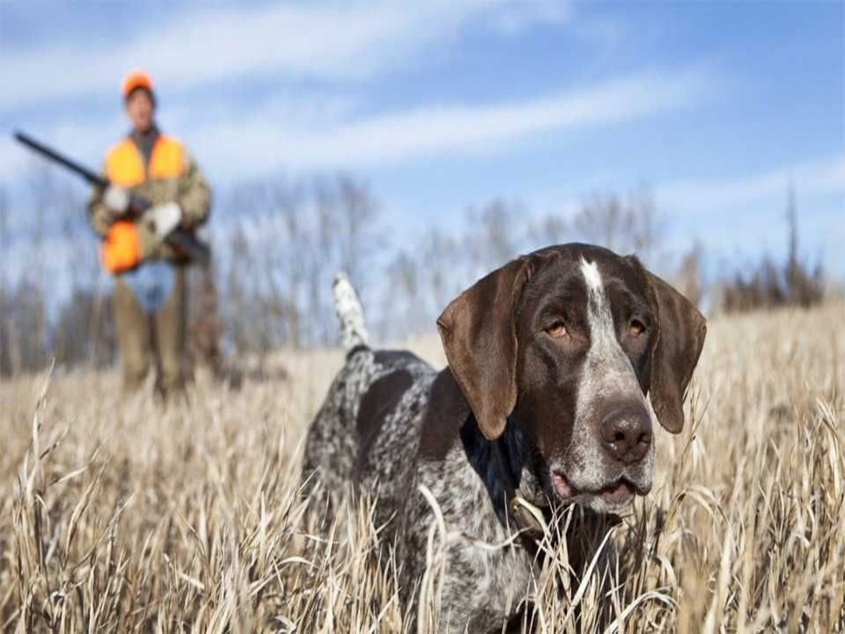 В Рязанской области охотникам увеличили выплаты за добычу лисицы