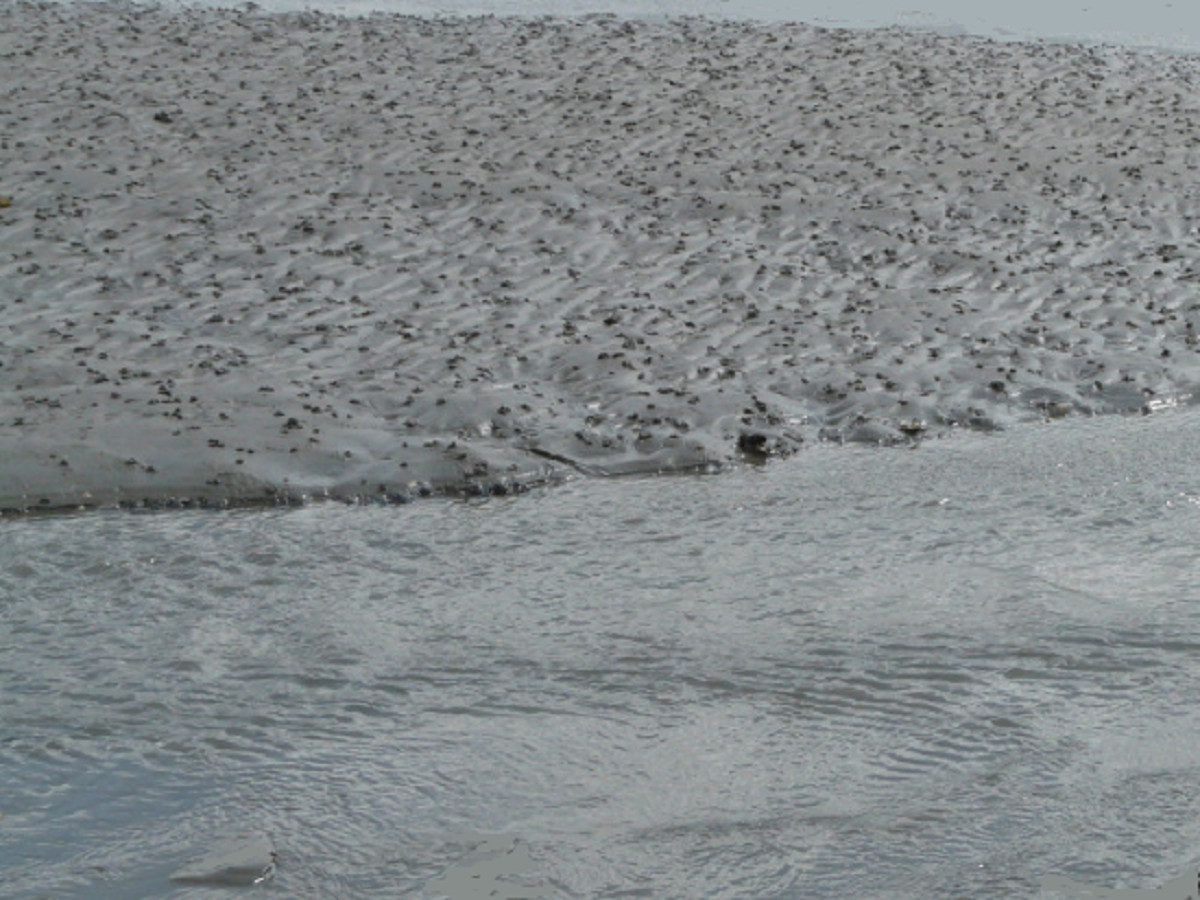 На границе с Тульской областью вновь появились полчища снежных блох