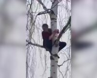 Кот сидел на дереве 3 дня