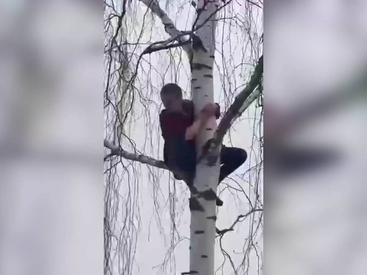 Кот сидел на дереве 3 дня