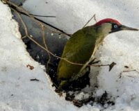 В Рязани в микрорайоне Солотча сфотографировали краснокнижного Зеленого дятла